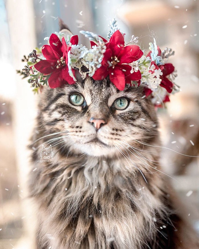 animal-flower-crowns-freyas-floral-company-leomainecoon-1-5c9def191b3bb__700.jpg
