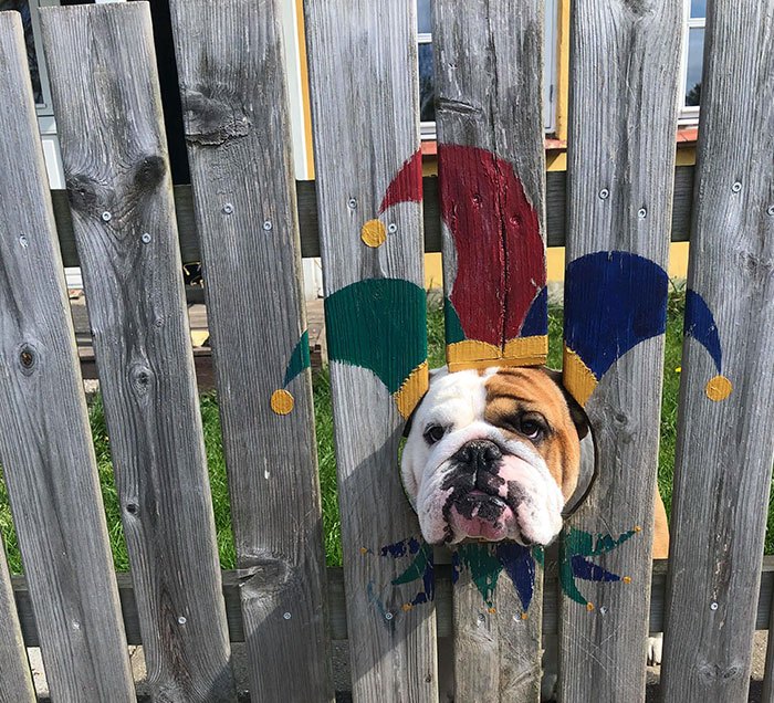 bulldog-painted-fence-costume-7-5eb403f63fc7f__700.jpg