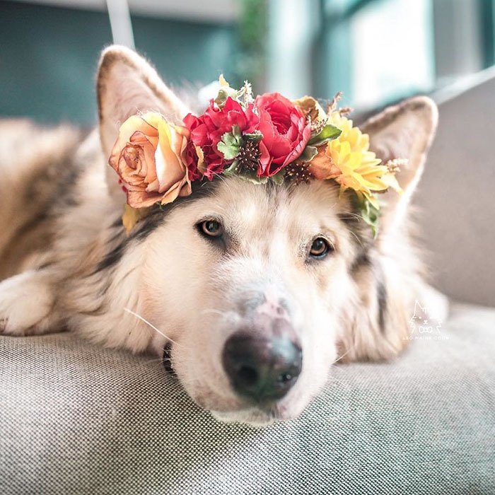 animal-flower-crowns-freyas-floral-company-leomainecoon-13-5c9def3572c90__700.jpg