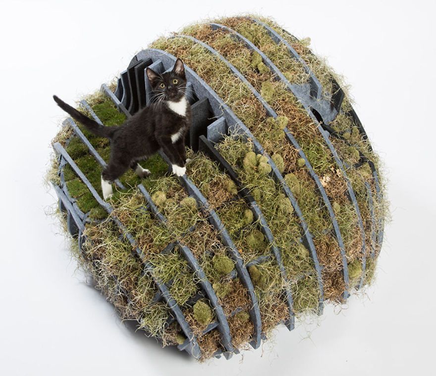 architects-cat-beds-6-59fafc15394c2__880.jpg