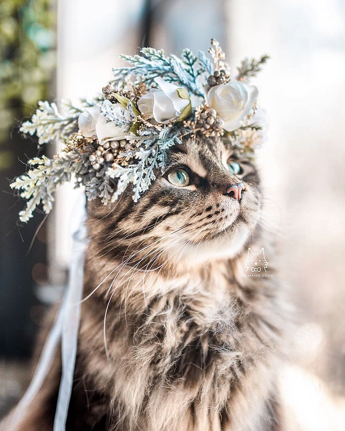 animal-flower-crowns-freyas-floral-company-leomainecoon-8-5c9def2a76b8a__700.jpg