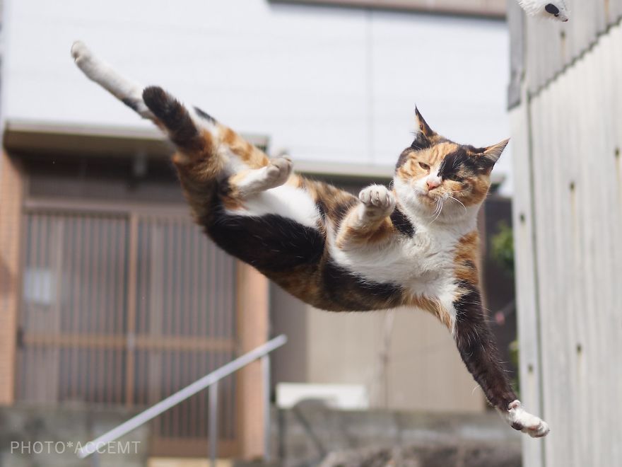 ninja-cats-photography-hisakata-hiroyuki-59f19ad3a95f6__880.jpg