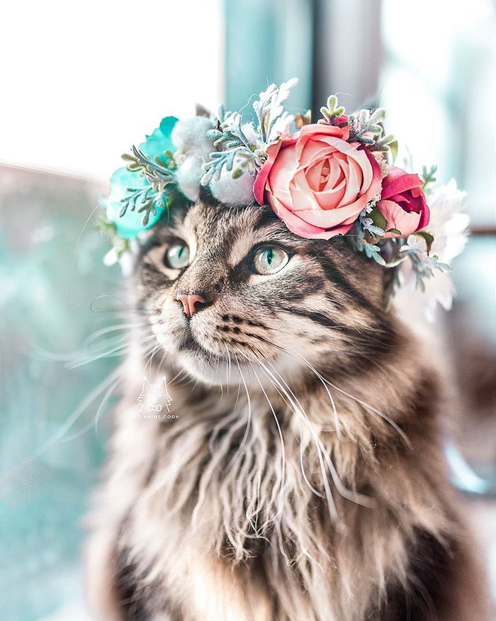 animal-flower-crowns-freyas-floral-company-leomainecoon-4-5c9def1fc5955__700.jpg