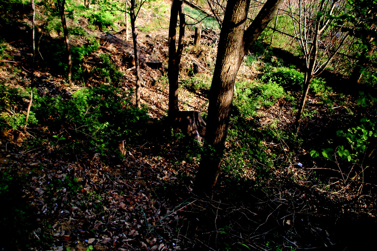 봄이 시작되는 성미산3.jpg