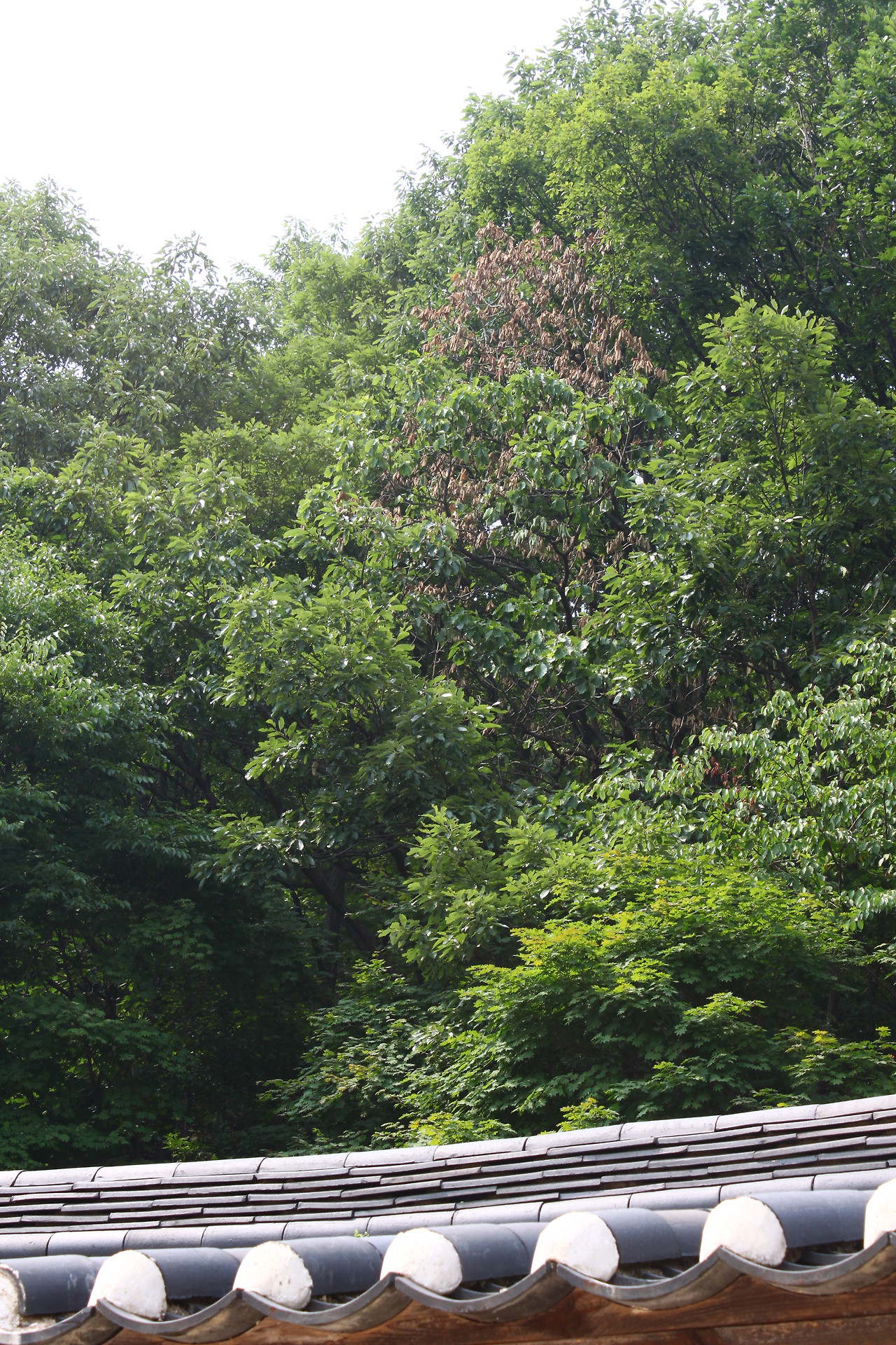 solbarm062526 359.jpg