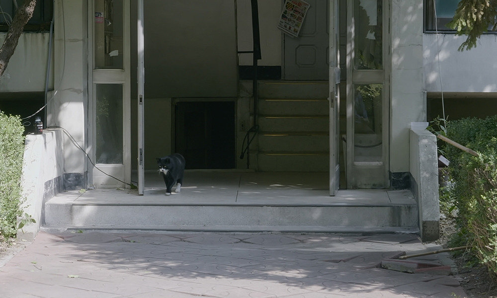 고양이들의 아파트.jpg