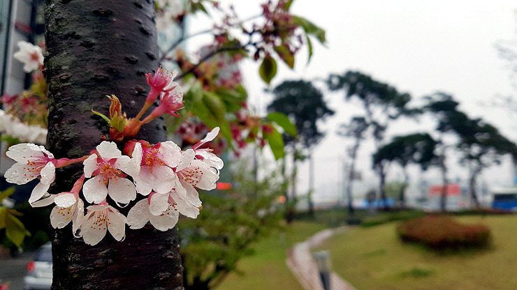 스마트폰카메라사진 (05).jpg