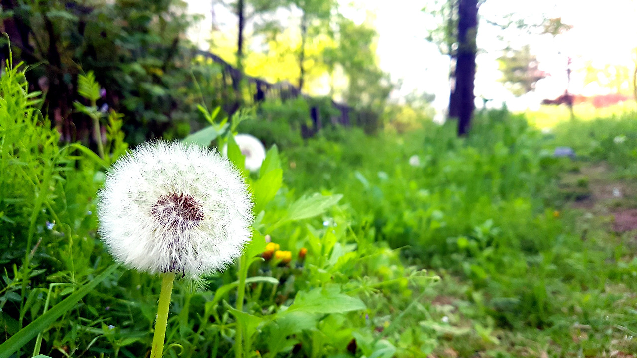 스마트폰 카메라로 사진 잘 찍는 법 (04).jpg