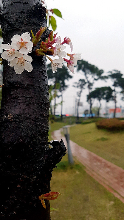 스마트폰카메라사진 (03).jpg