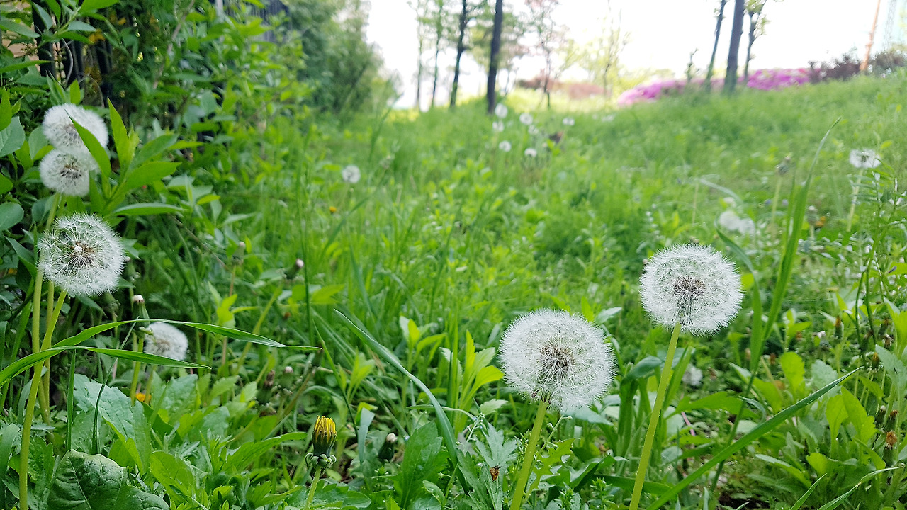 스마트폰 카메라로 사진 잘 찍는 법 (07).jpg