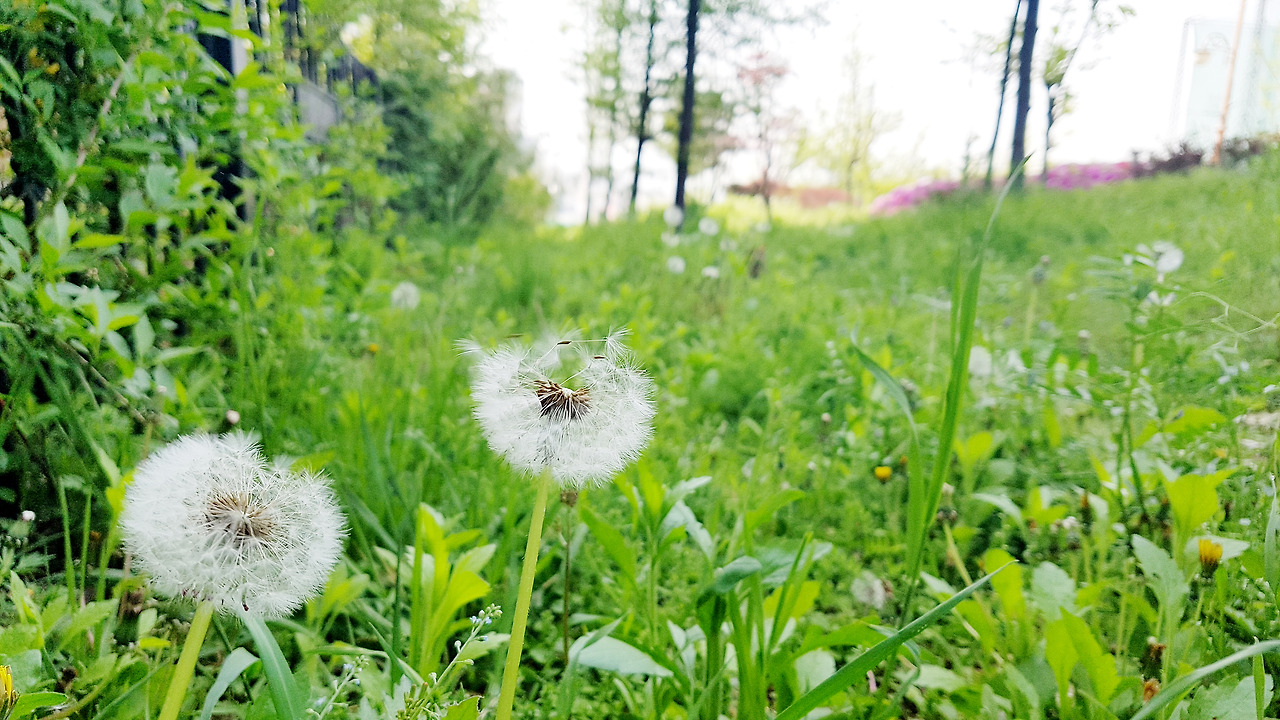 스마트폰 카메라로 사진 잘 찍는 법 (08).jpg