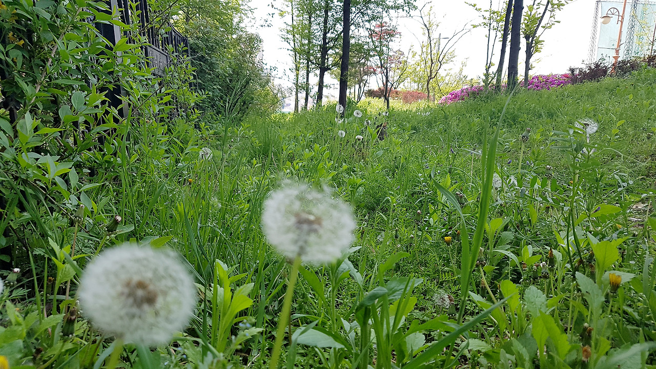 스마트폰 카메라로 사진 잘 찍는 법 (10).jpg