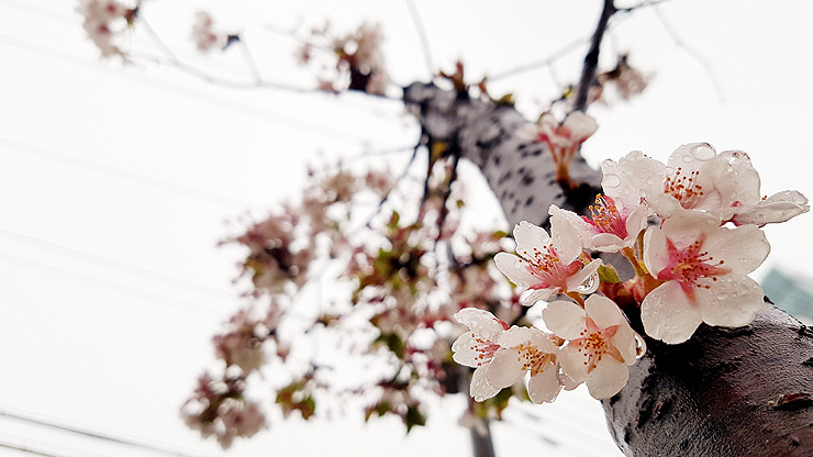 스마트폰카메라사진 (08).jpg