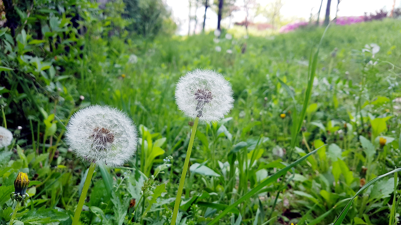 스마트폰 카메라로 사진 잘 찍는 법 (06).jpg