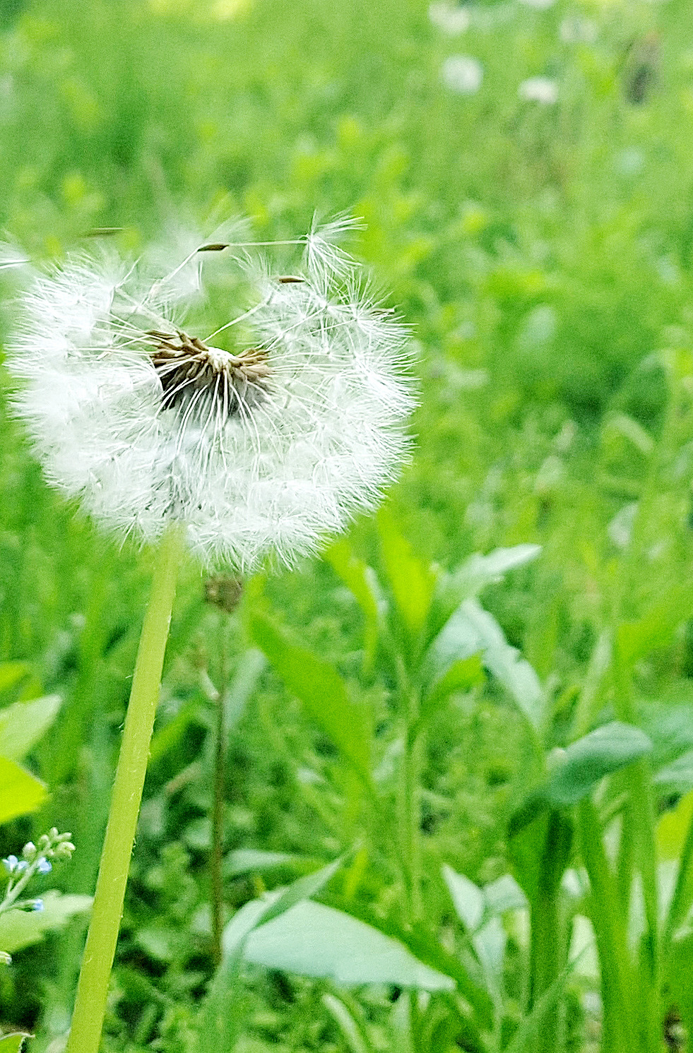 스마트폰 카메라로 사진 잘 찍는 법 (02).jpg