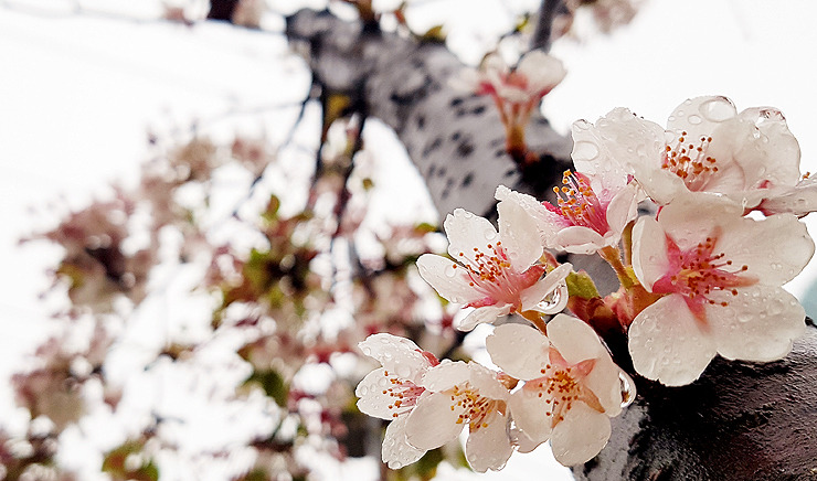 스마트폰카메라사진 (09).jpg