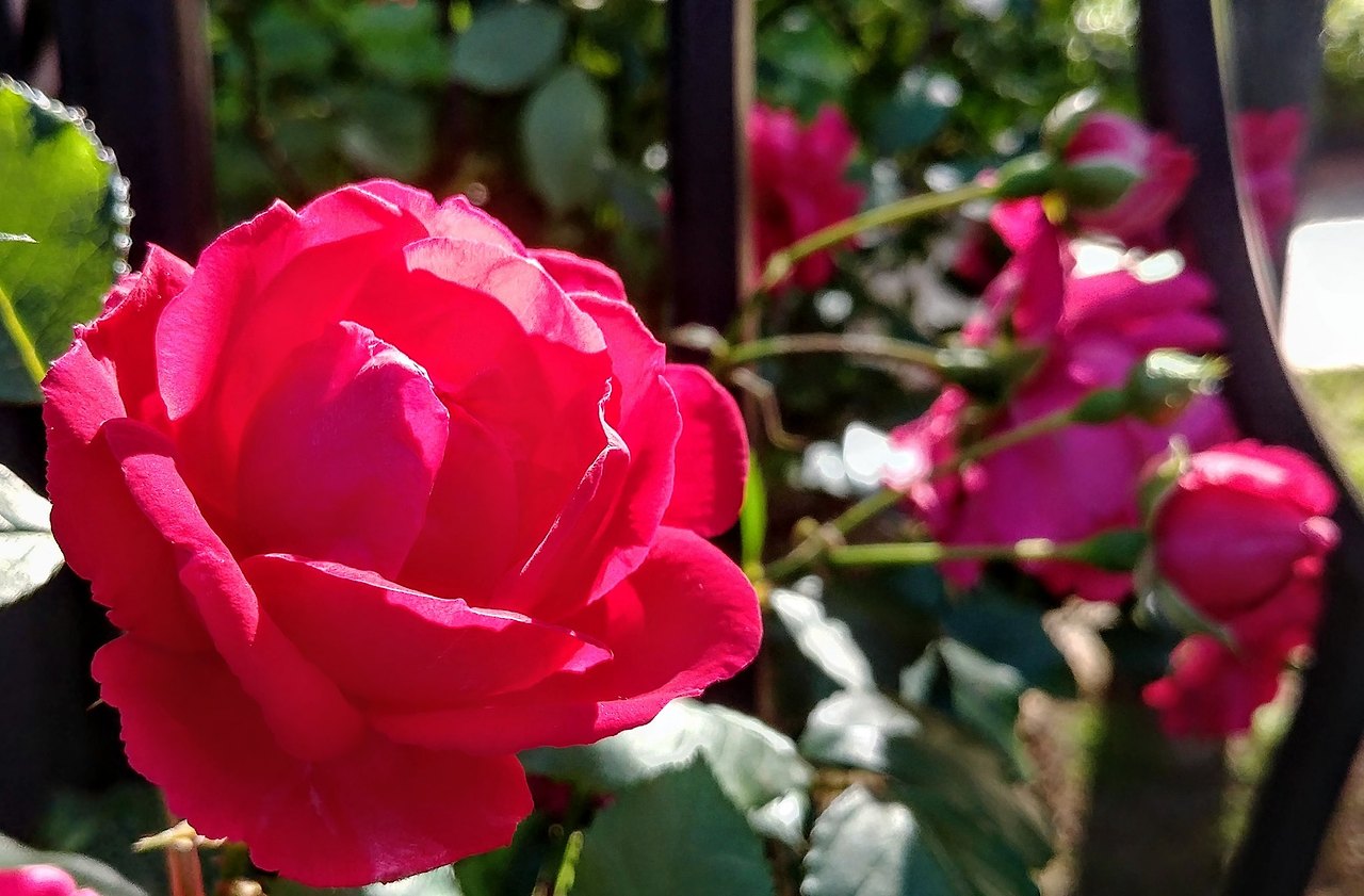 [of Merak] 일상이 작품으로-사진잘찍는방법-사진잘찍는법-출근길-장미-사진.jpg