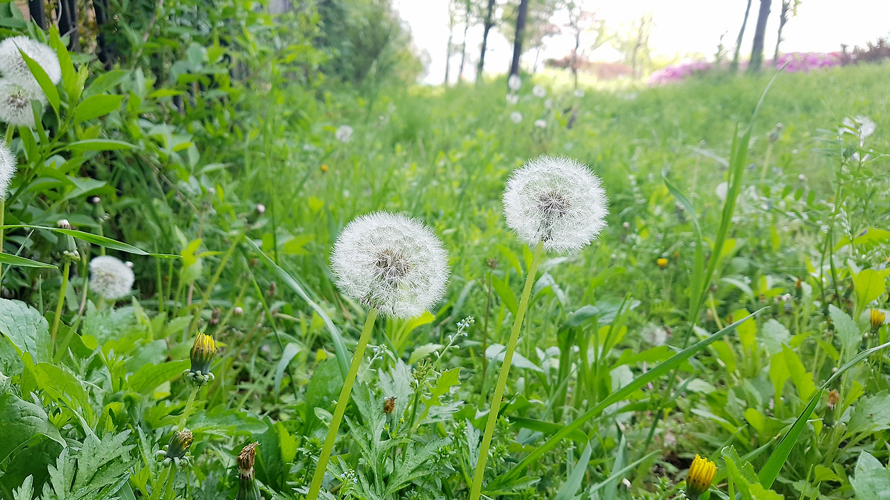 스마트폰 카메라로 사진 잘 찍는 법 (3).jpg