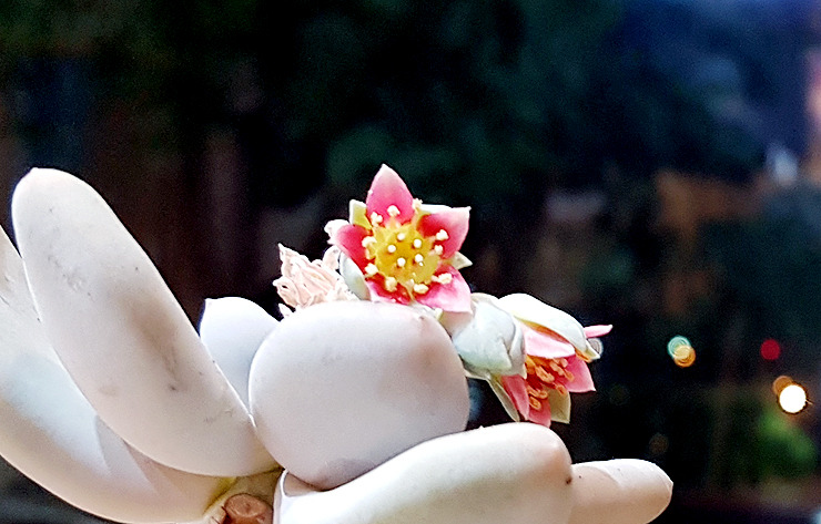 스마트폰 카메라로 사진 잘 찍는 방법 (20).jpg