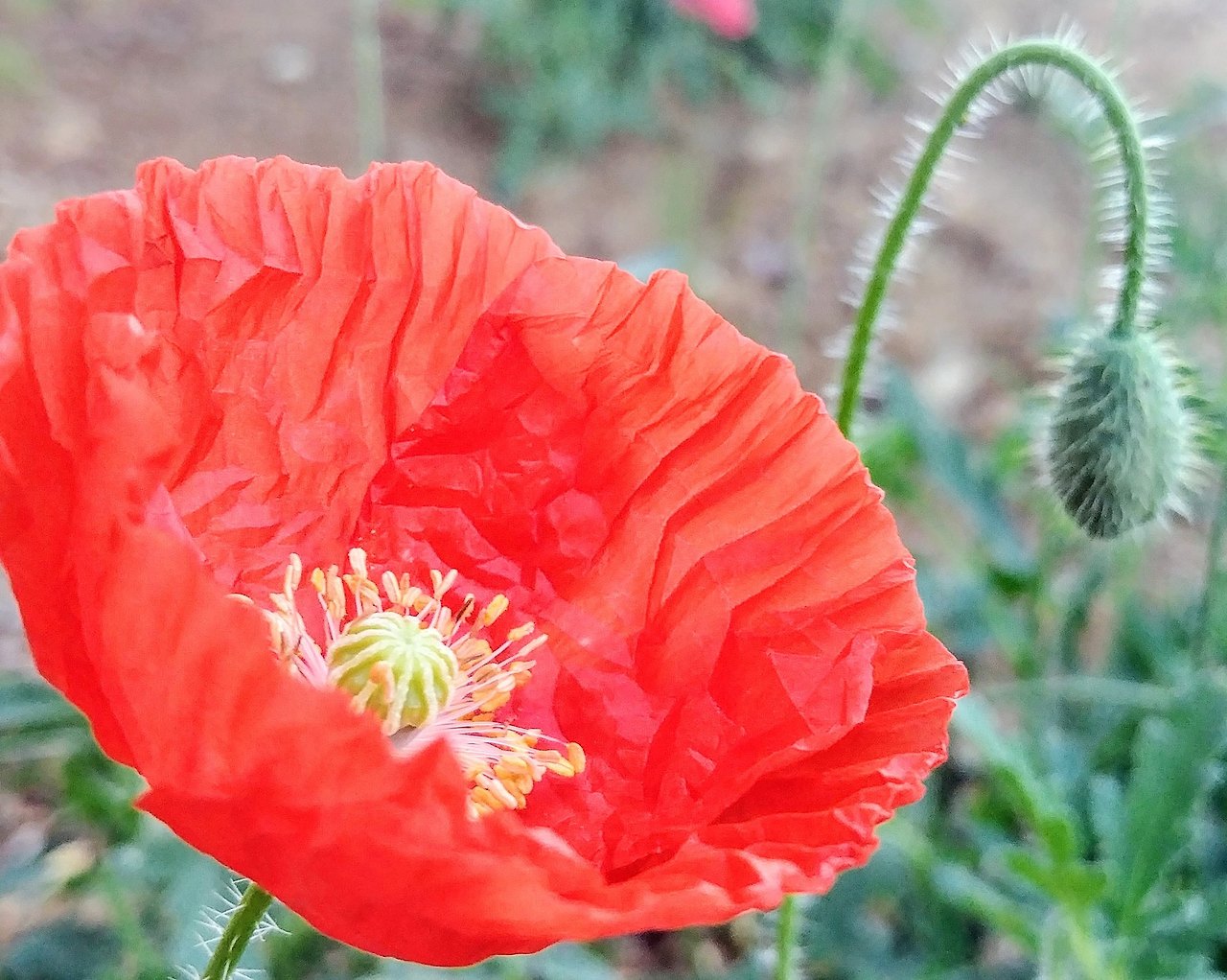 [of Merak] 일상이 작품으로-사진잘찍는방법-사진잘찍는법-개양귀비-꽃양귀비-사진.jpg