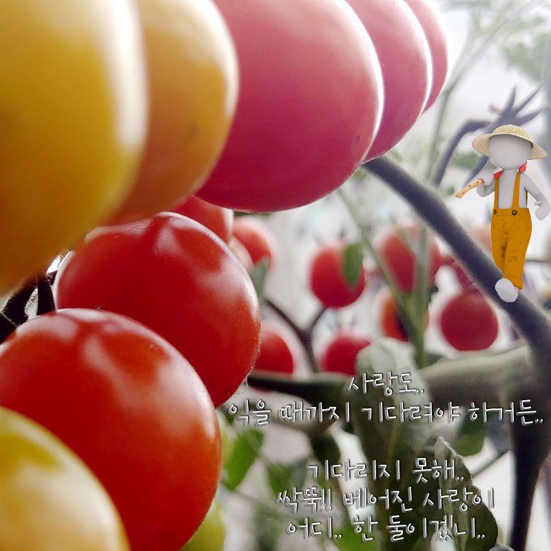 방울토마토02-1.jpg