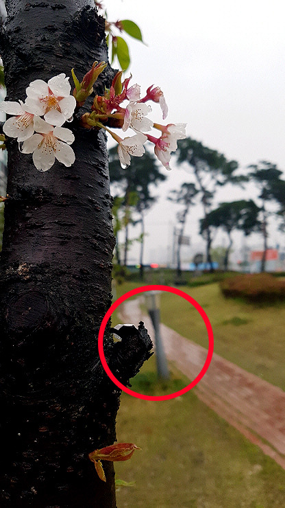 스마트폰카메라사진 (03-1).jpg