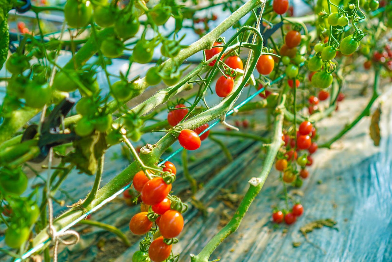 진주 방울토마토 농가1.jpg