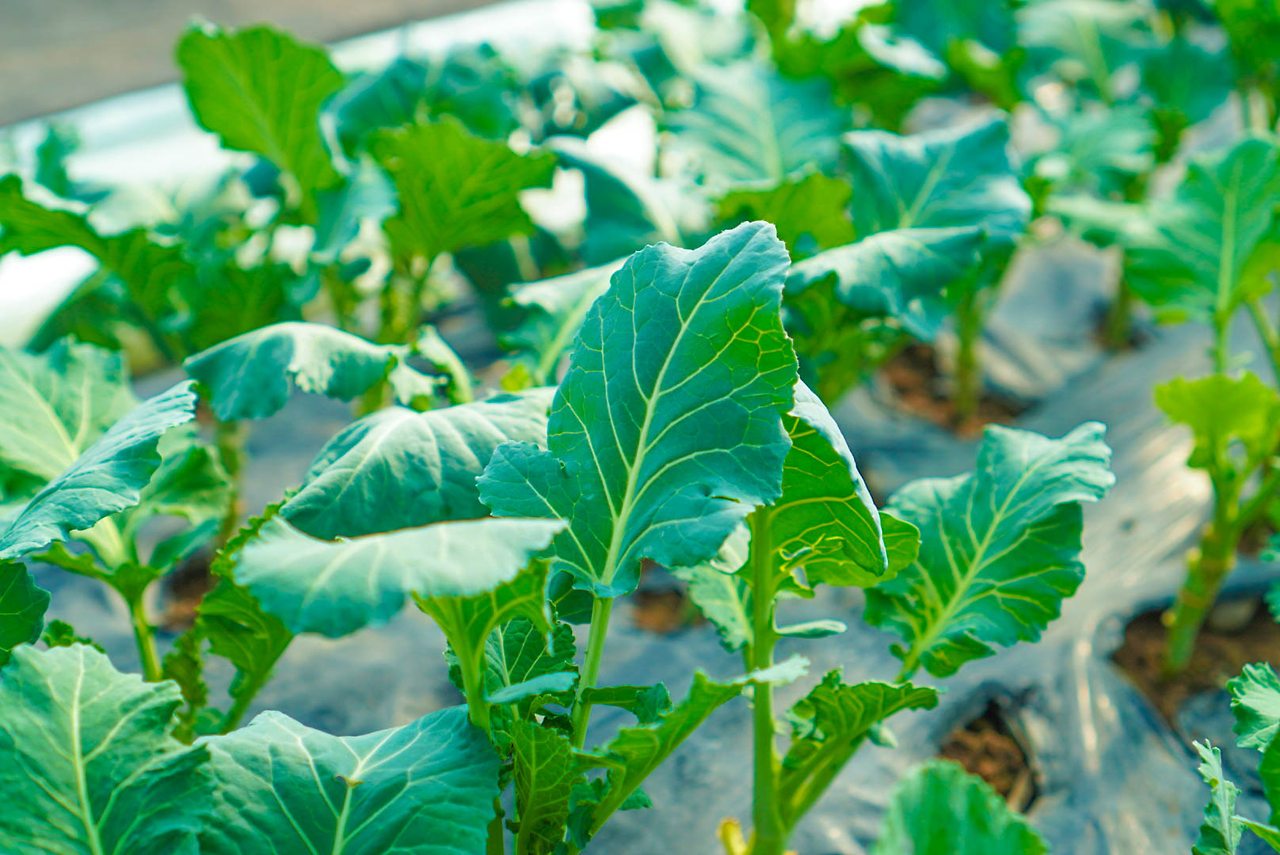 사천 쌈채소 지역농가1.jpg