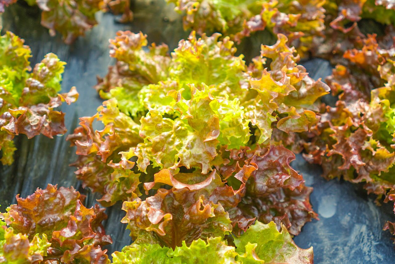 사천 쌈채소 지역농가2.jpg