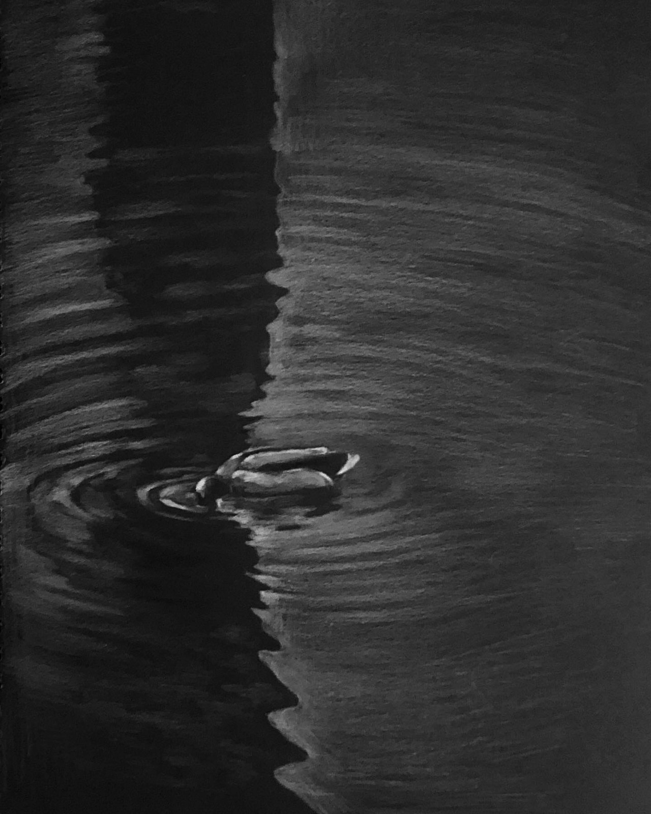 오리의 표류3 , a4흑지에 색연필.jpg