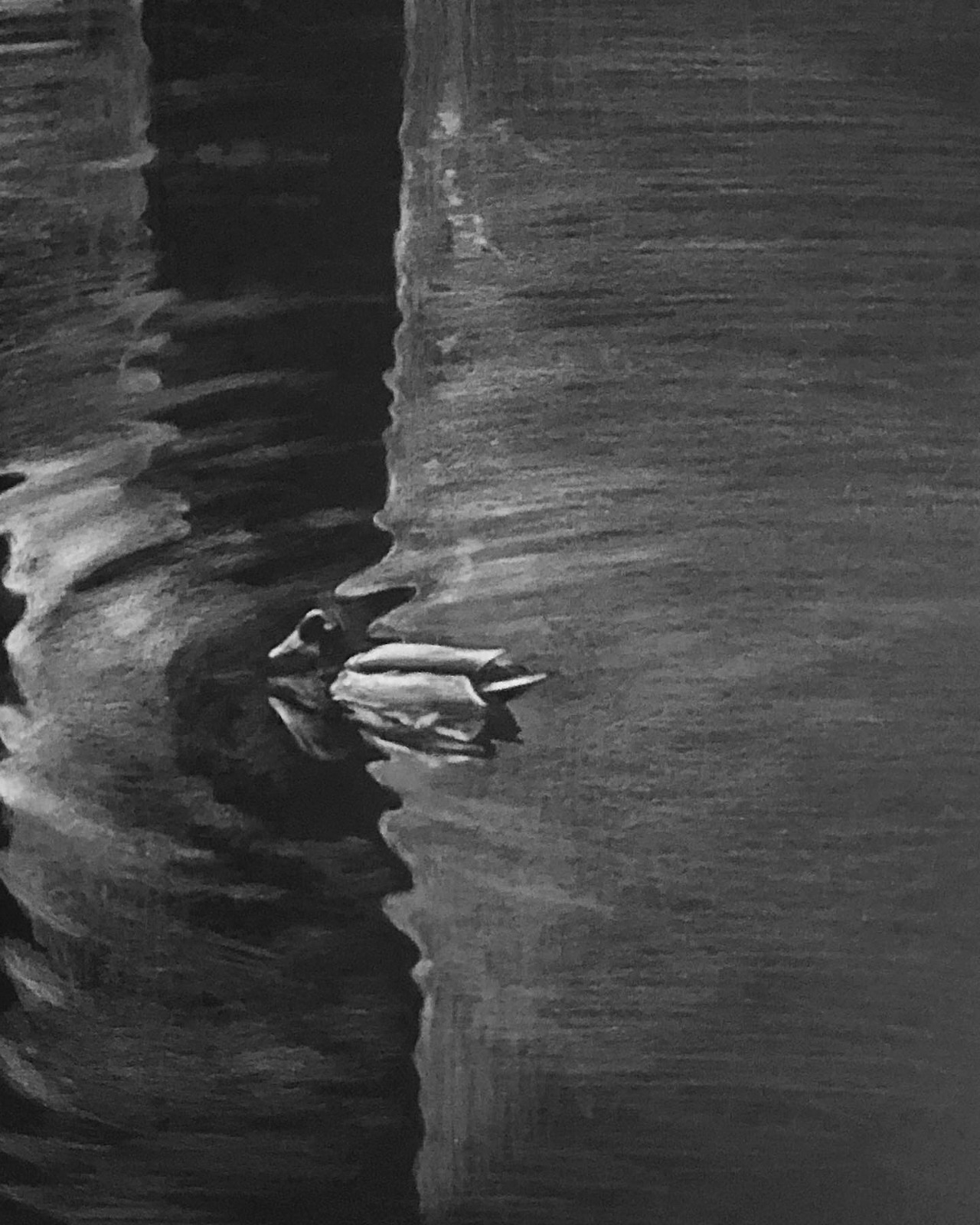 오리의 표류4 , a4흑지에 색연필.jpg