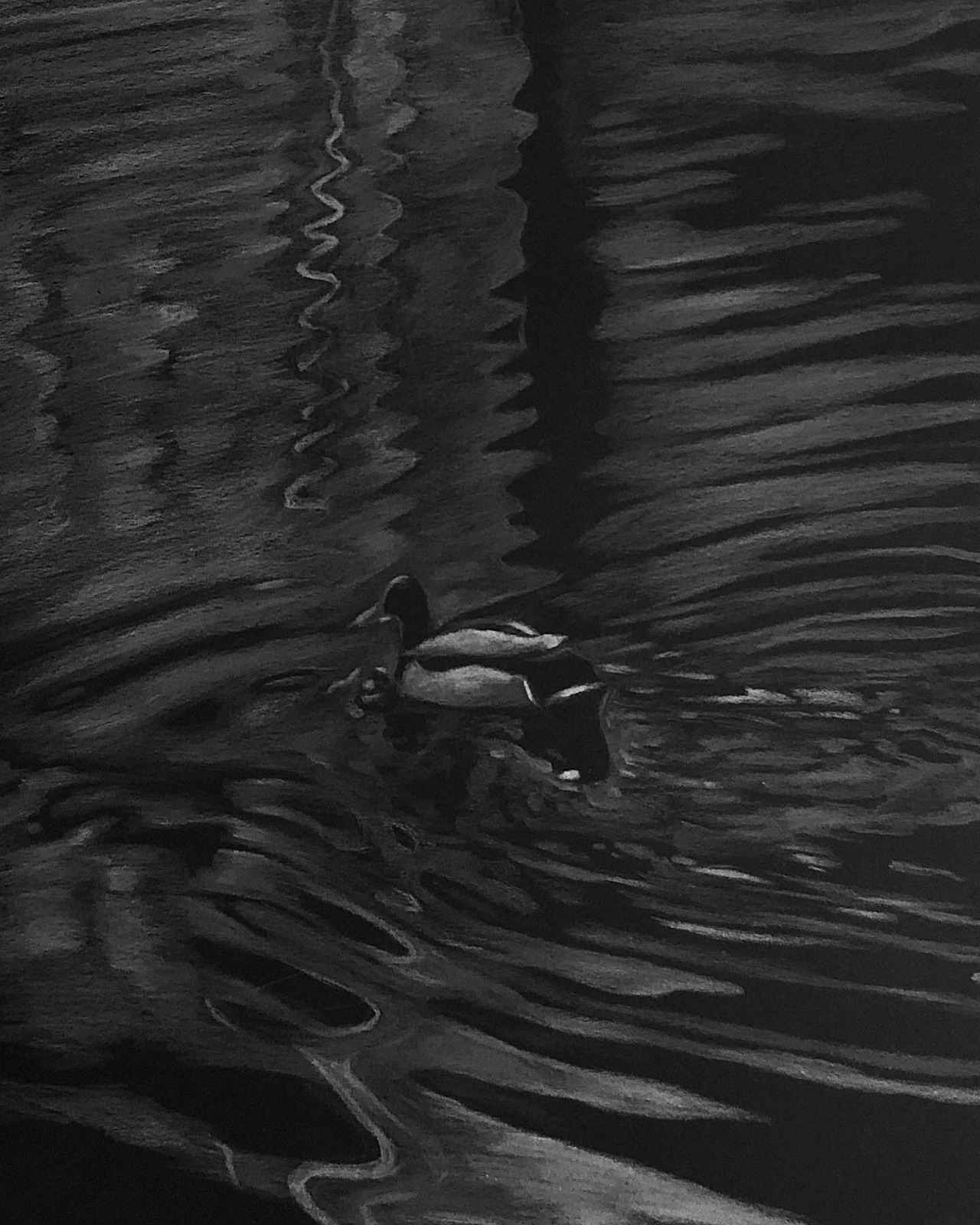 오리의 표류2 , a4흑지에 색연필.jpg