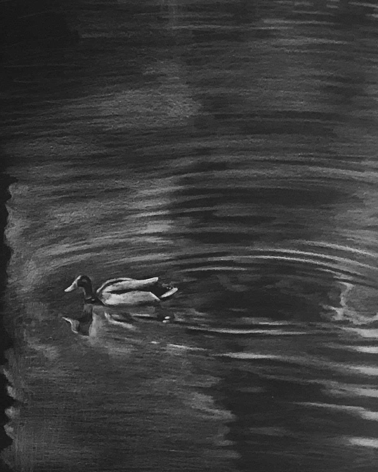 오리의 표류6 , a4흑지에 색연필.jpg