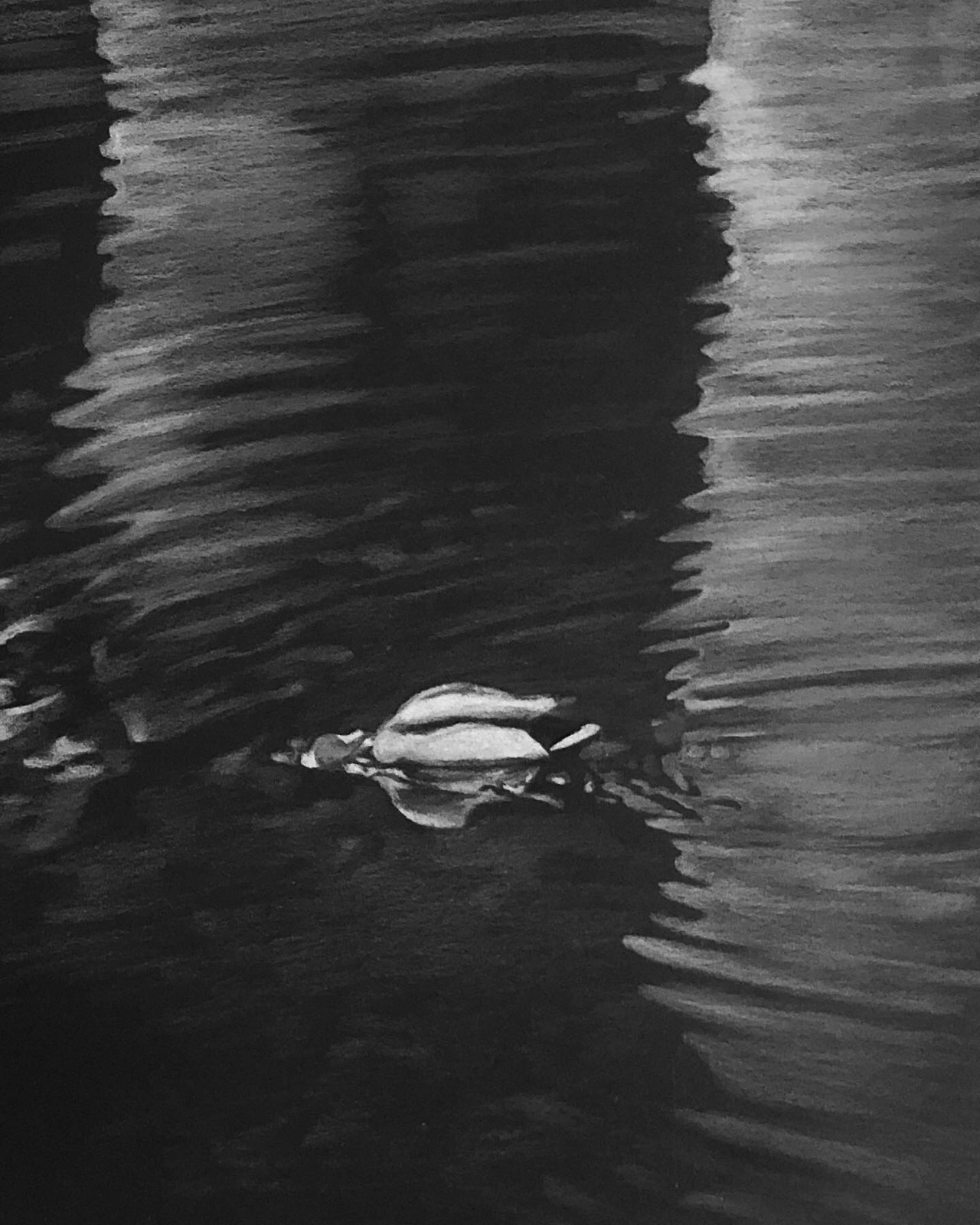 오리의 표류1 , a4흑지에 색연필.jpg