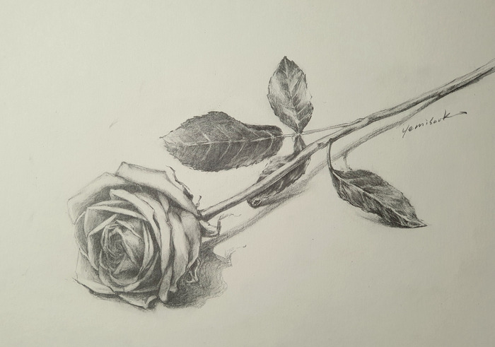 24일 장미 artist Ye-1.jpg