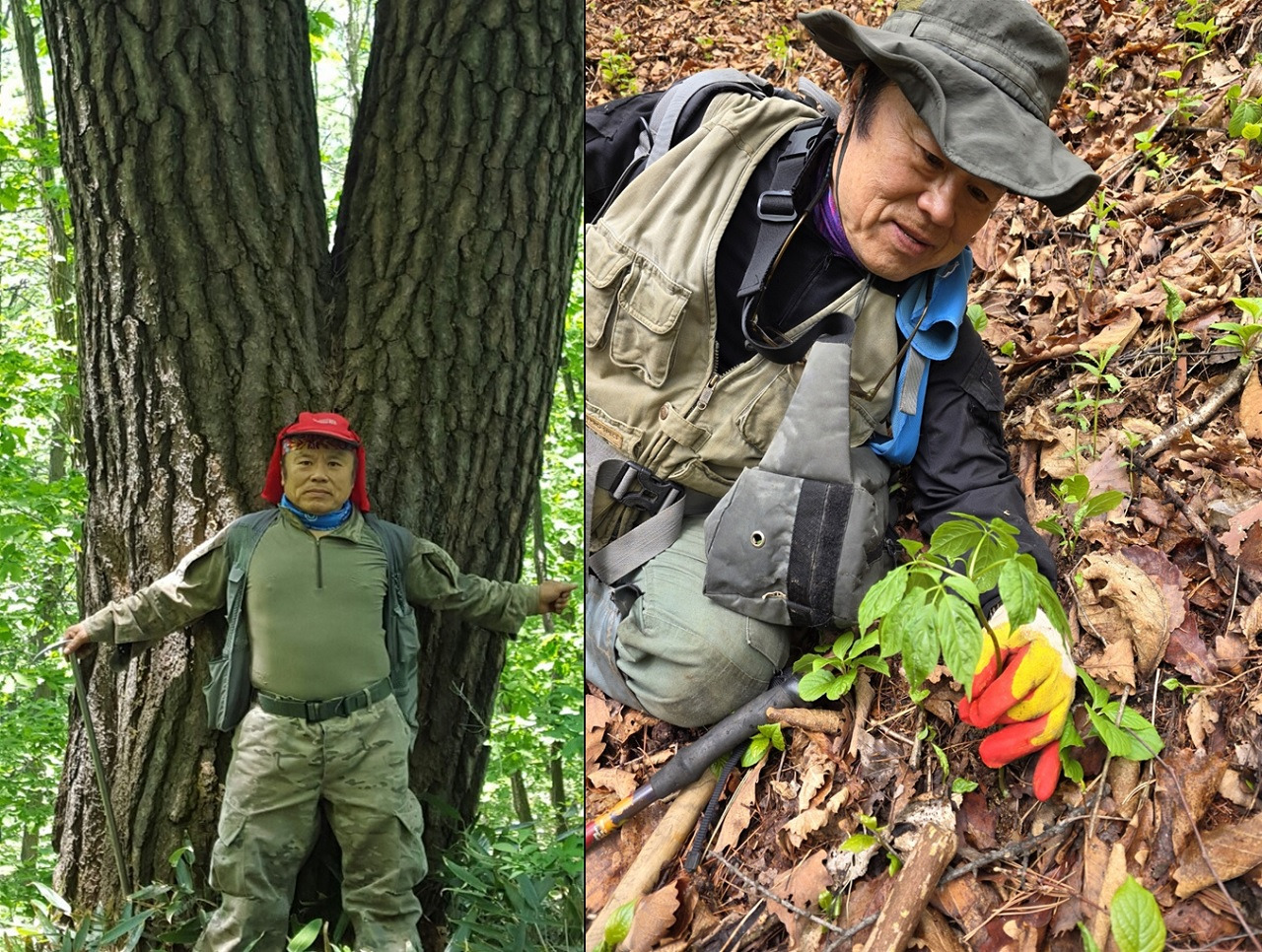 두 아름드리 나무, 산삼 채취 1280.jpg