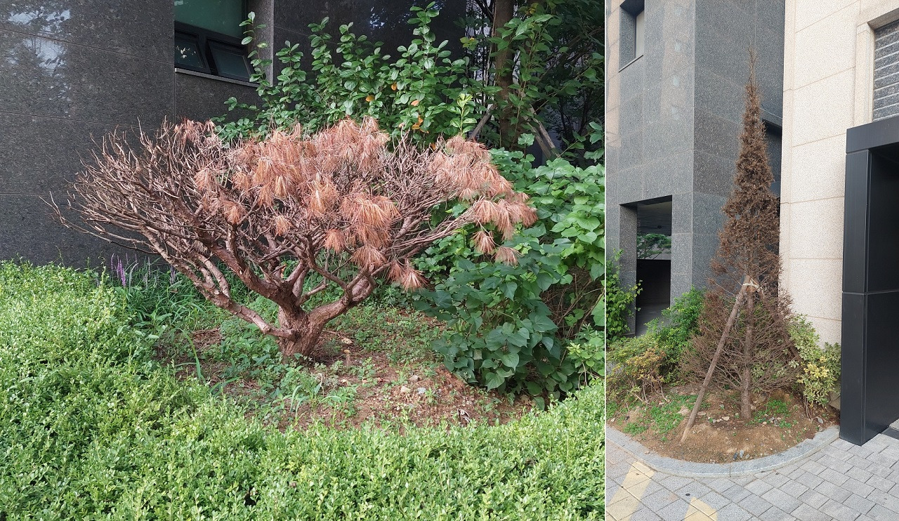 2.고사목 2000.jpg