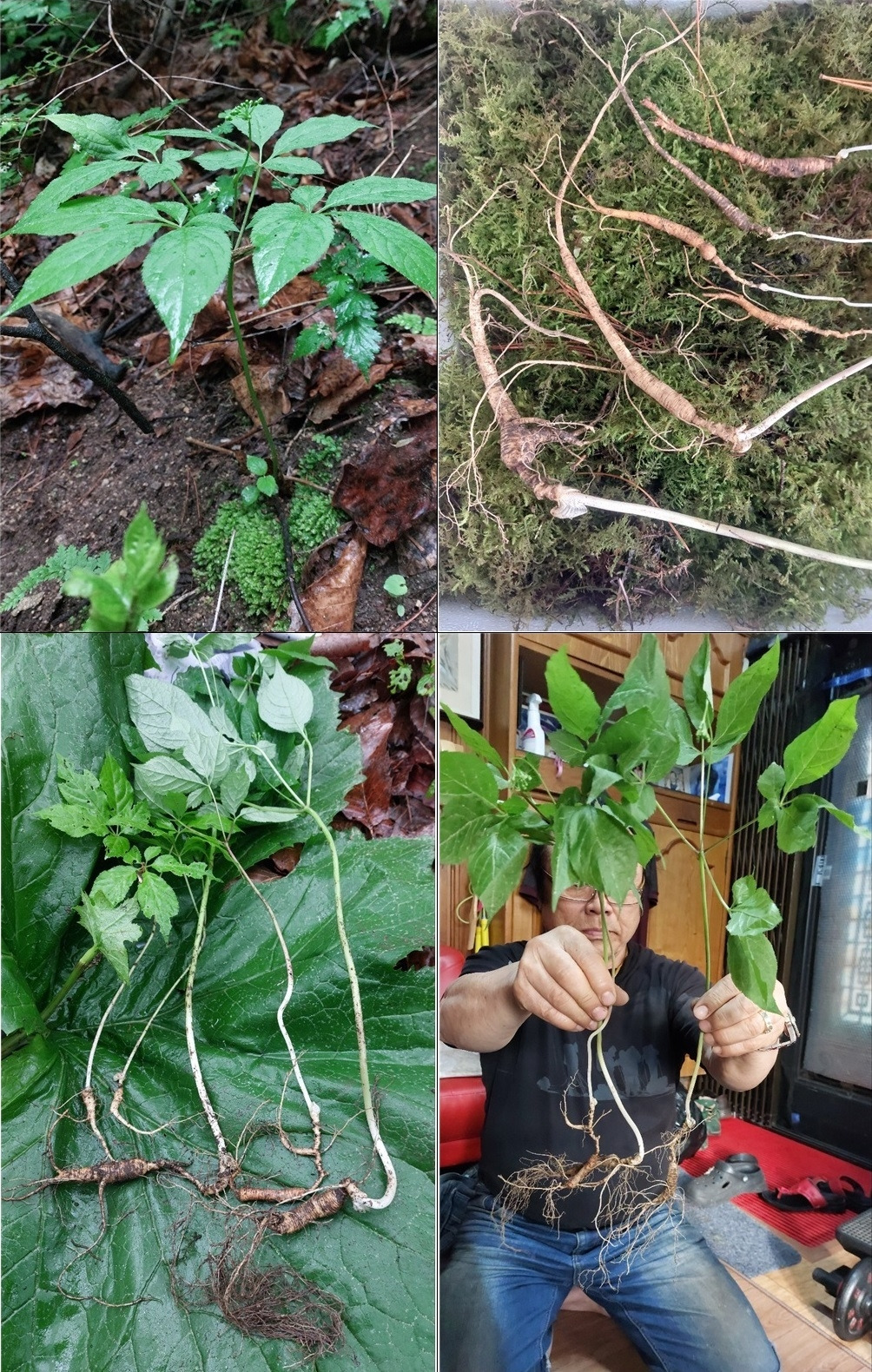 산삼 사진 4장.jpg