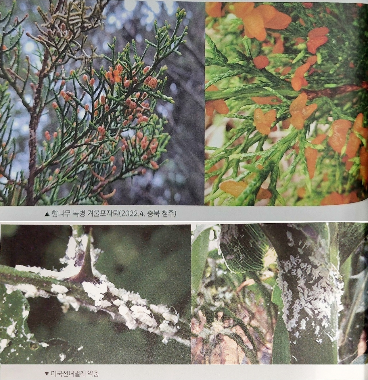 4.향나무 녹병  미국선녀벌레 (1280) 2000.jpg