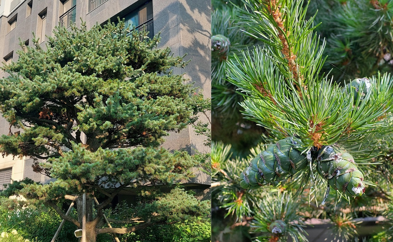 병든 잣나무 2.jpg