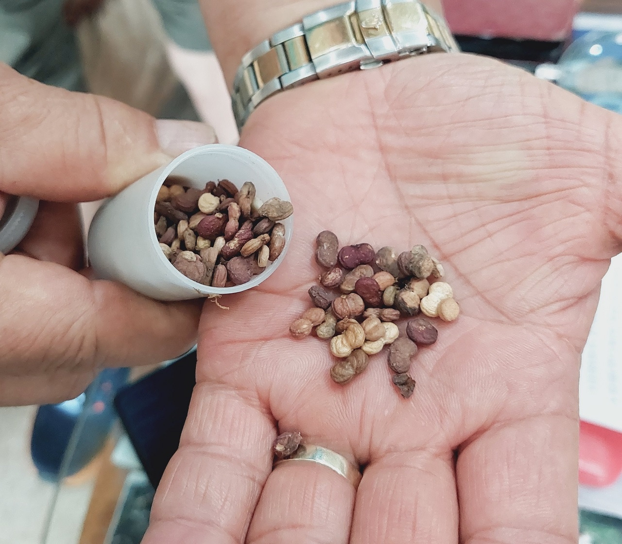 20250526_115526 산삼씨 1280.jpg