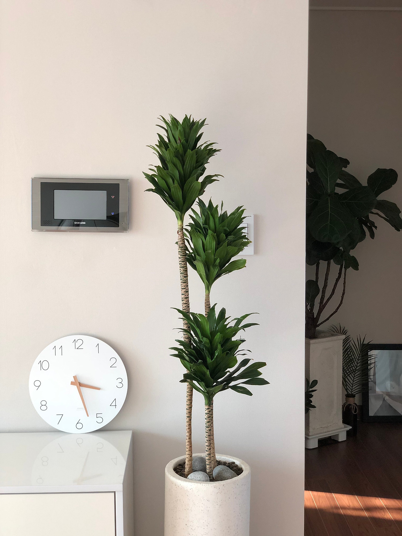 4. 식물은 가장 좋은 인테리어 아이템이다.jpg