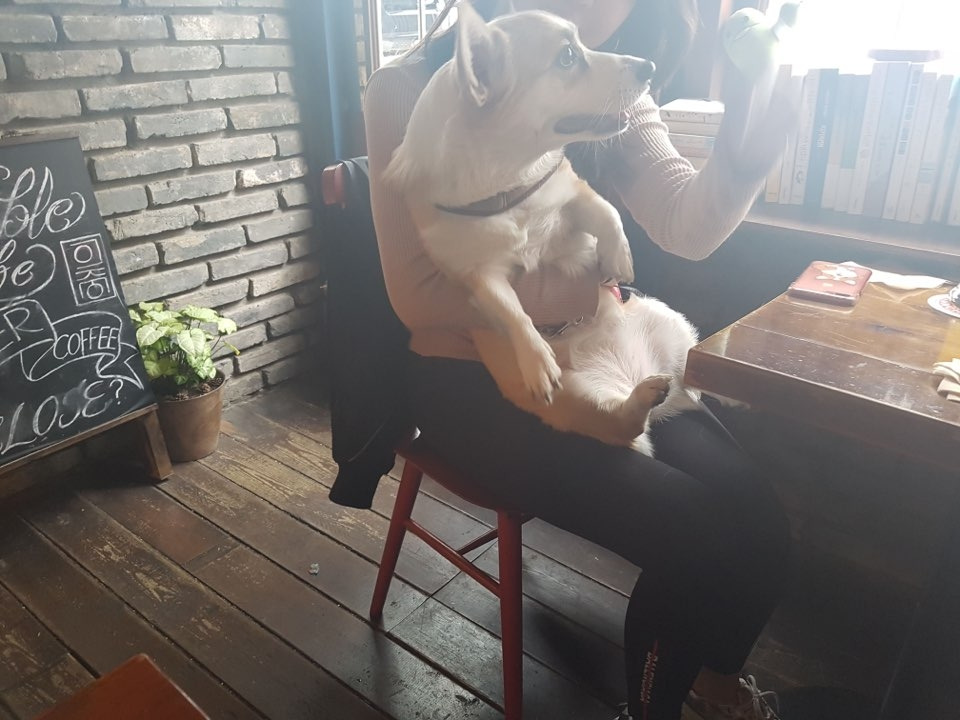 이중생활 강아지.jpg