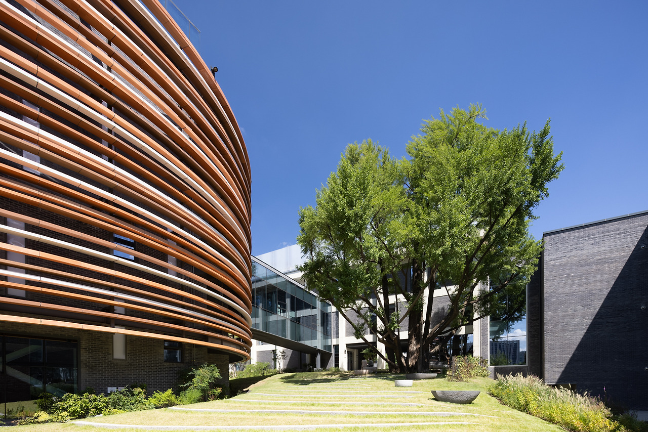 교육동. 은행나무(보정 전).jpg