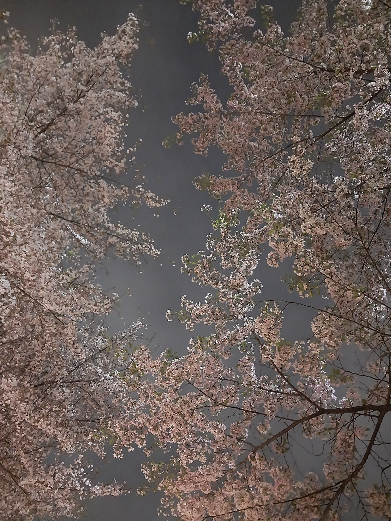 라이브바카라