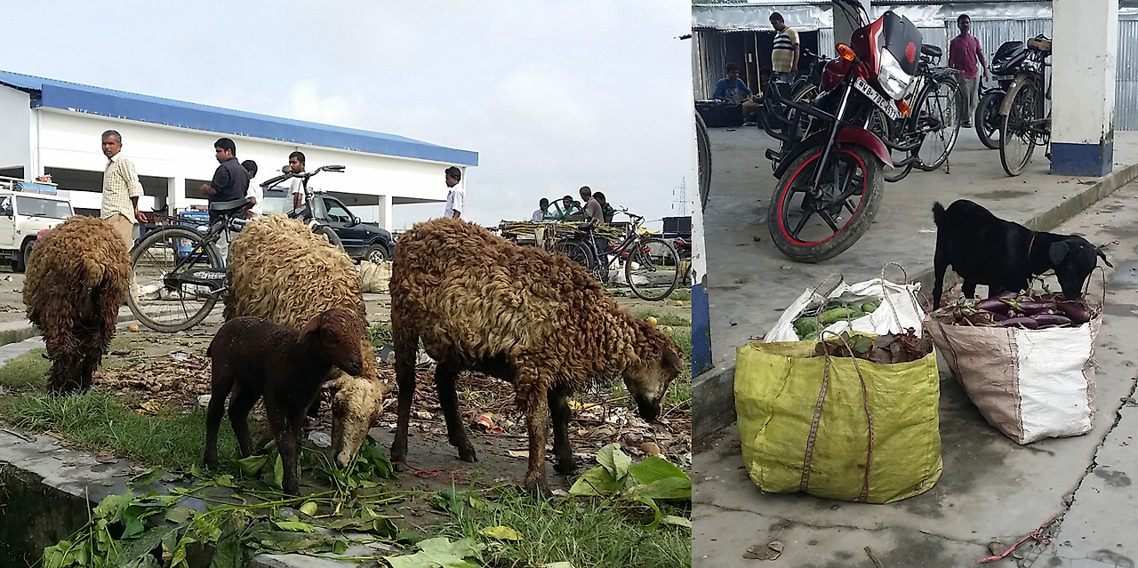 8.농산물 시장을 즐기는 동물들.jpg