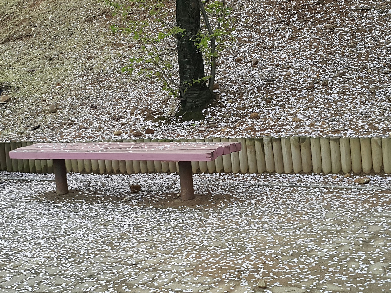 2017-05-04 08.24.01.jpg