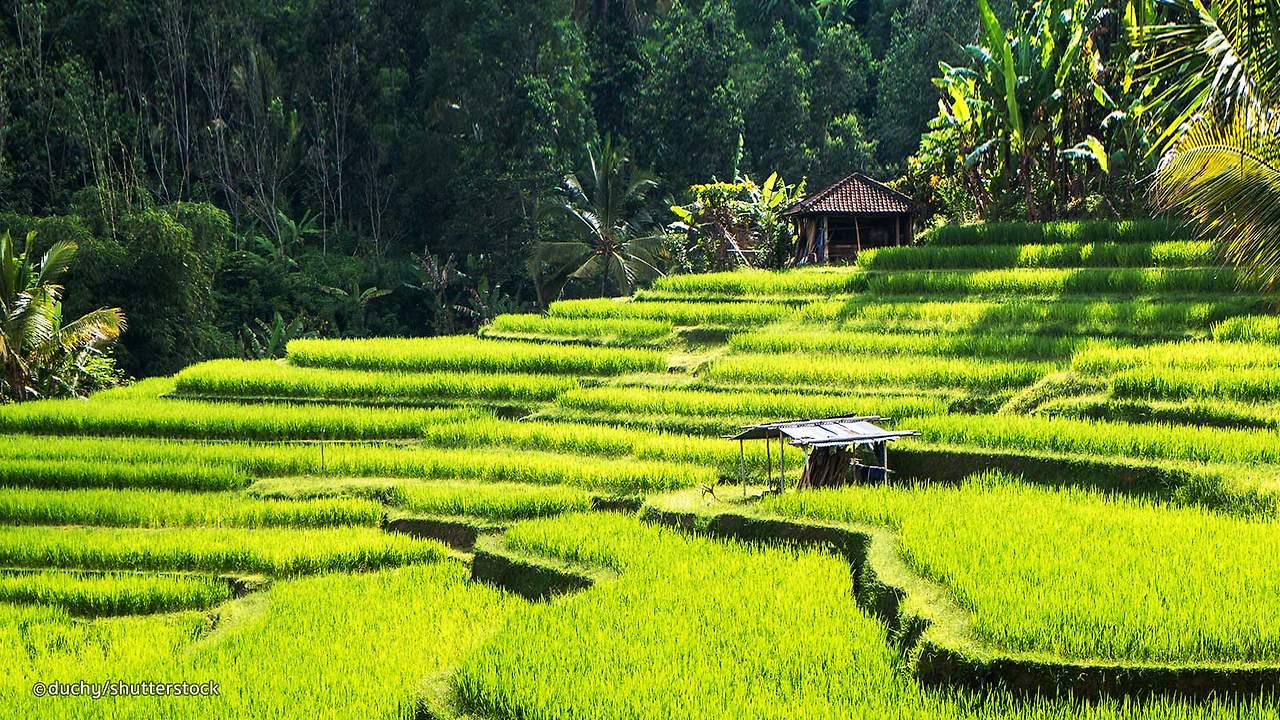 ubud_bali.jpg