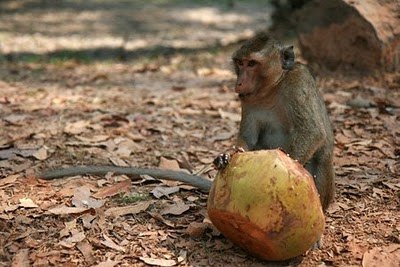 monkey.jpg