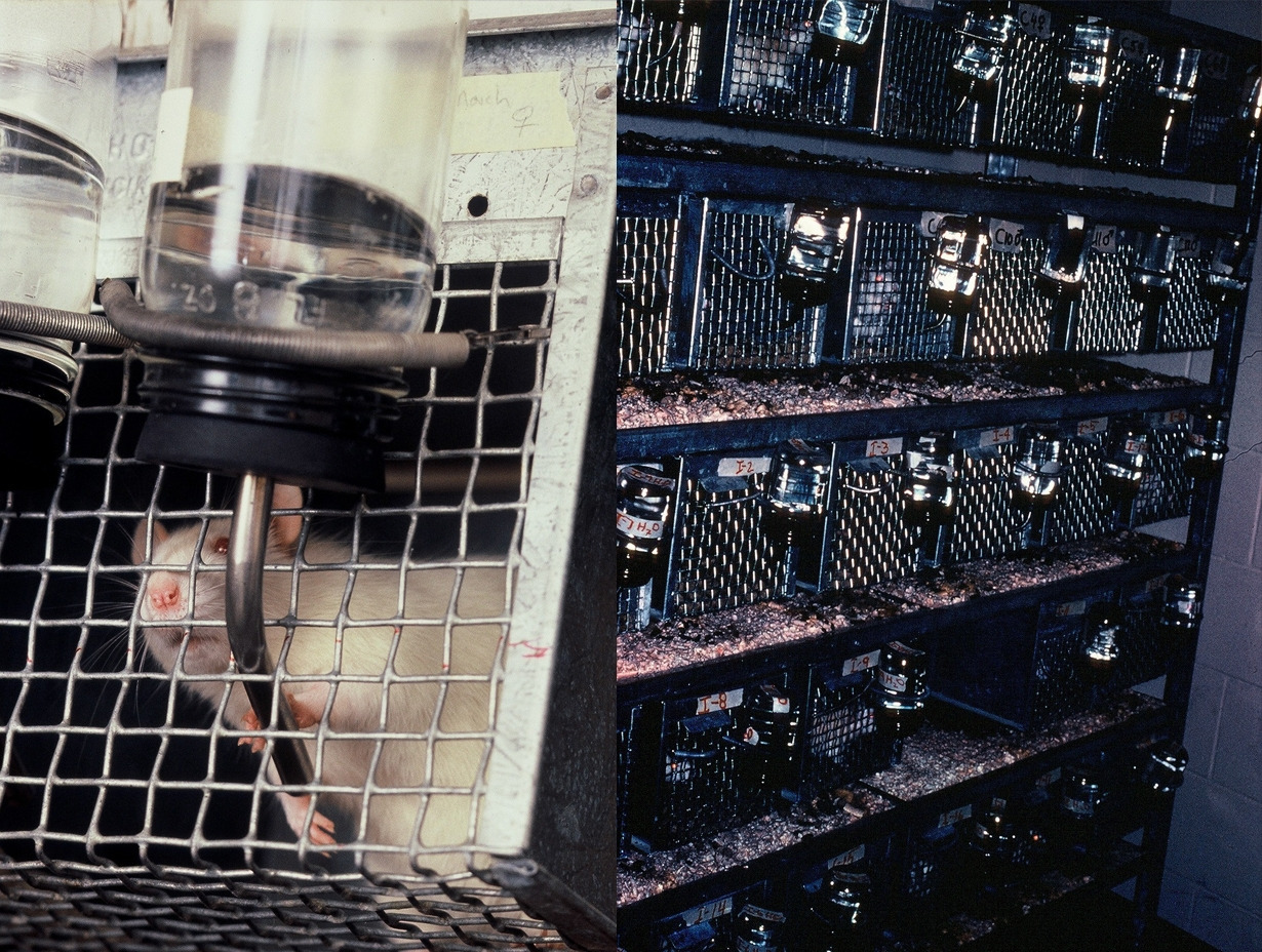 F1050038-rat-park-rat-inside-cage-fluid-bottle.jpg